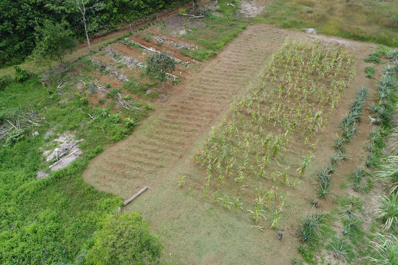 Hope Garden, Sarapiqui, We Connect You With The Sarapiqui Tropical Forest Extérieur photo