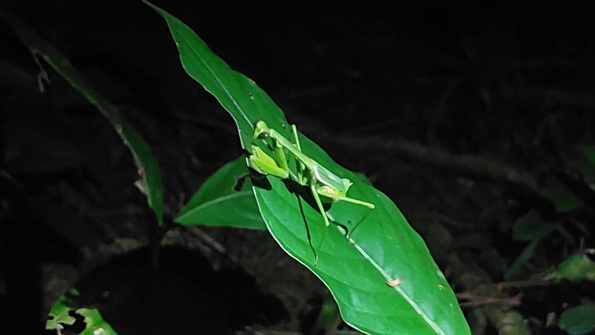 Hope Garden, Sarapiqui, We Connect You With The Sarapiqui Tropical Forest Extérieur photo