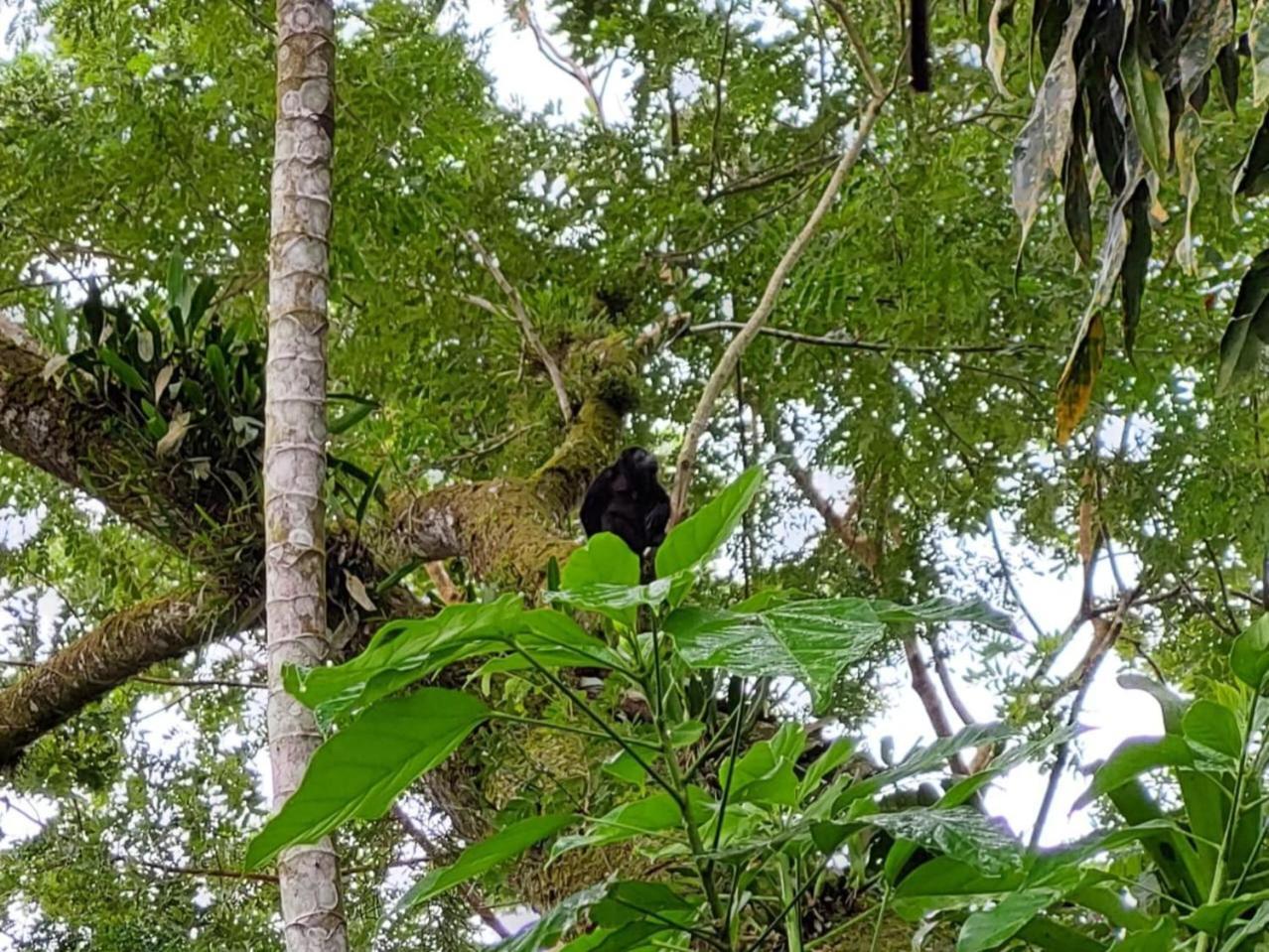 Hope Garden, Sarapiqui, We Connect You With The Sarapiqui Tropical Forest Extérieur photo