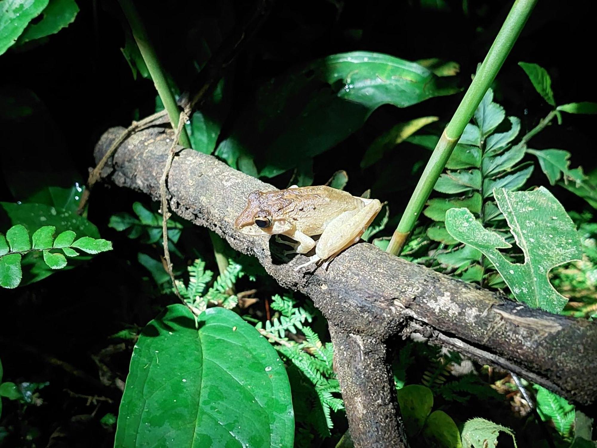 Hope Garden, Sarapiqui, We Connect You With The Sarapiqui Tropical Forest Extérieur photo