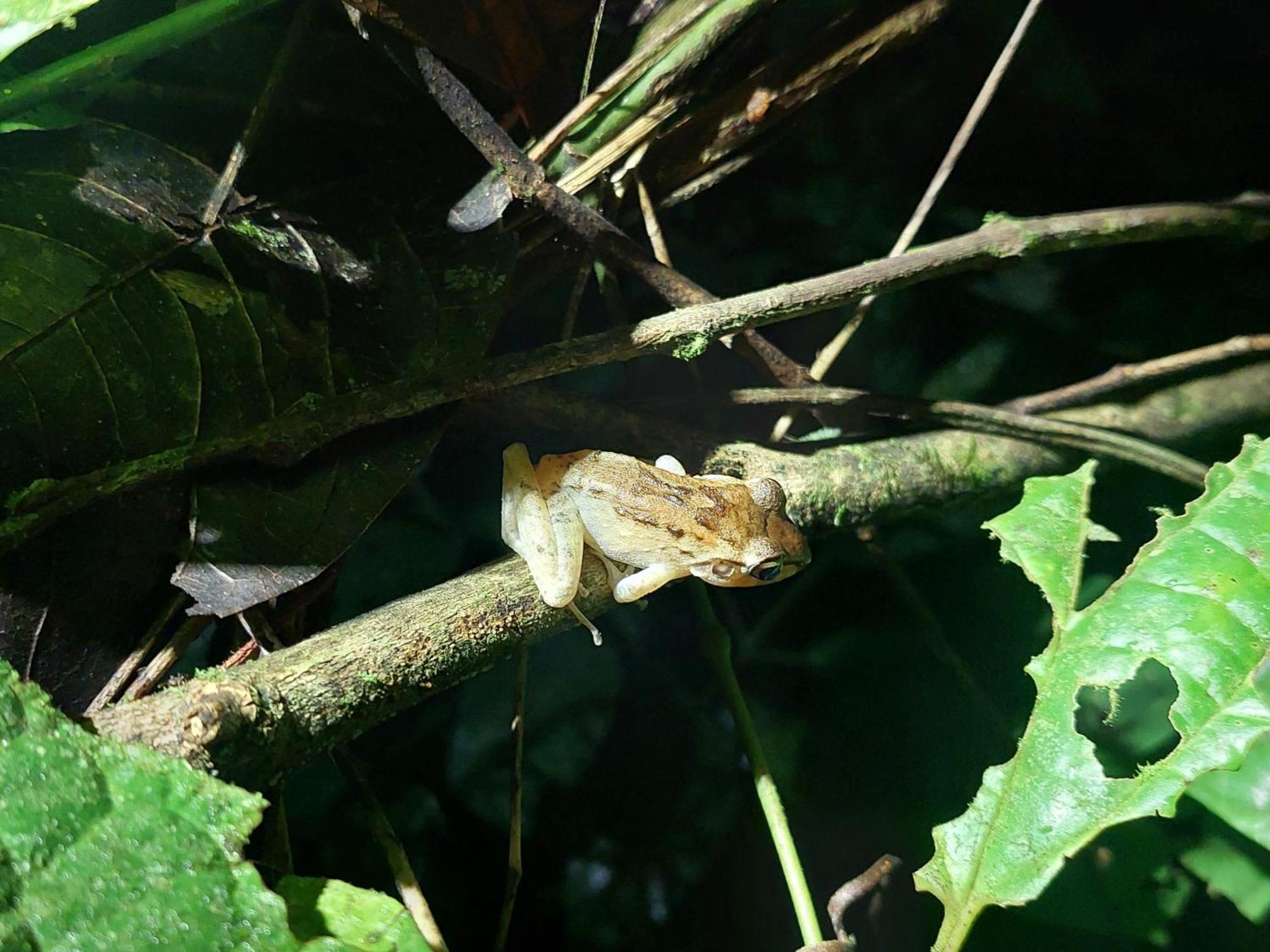 Hope Garden, Sarapiqui, We Connect You With The Sarapiqui Tropical Forest Extérieur photo