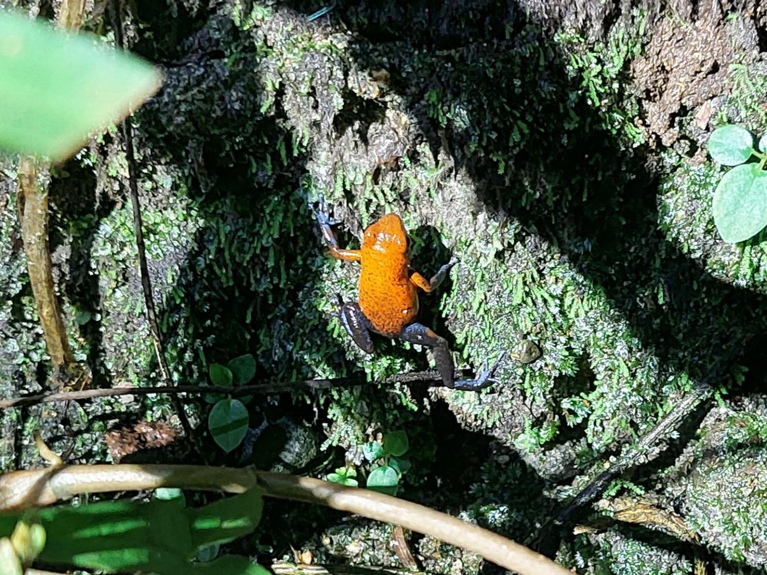 Hope Garden, Sarapiqui, We Connect You With The Sarapiqui Tropical Forest Extérieur photo