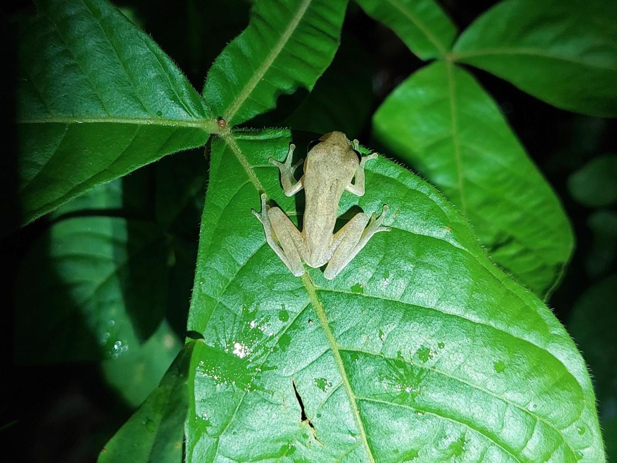 Hope Garden, Sarapiqui, We Connect You With The Sarapiqui Tropical Forest Extérieur photo