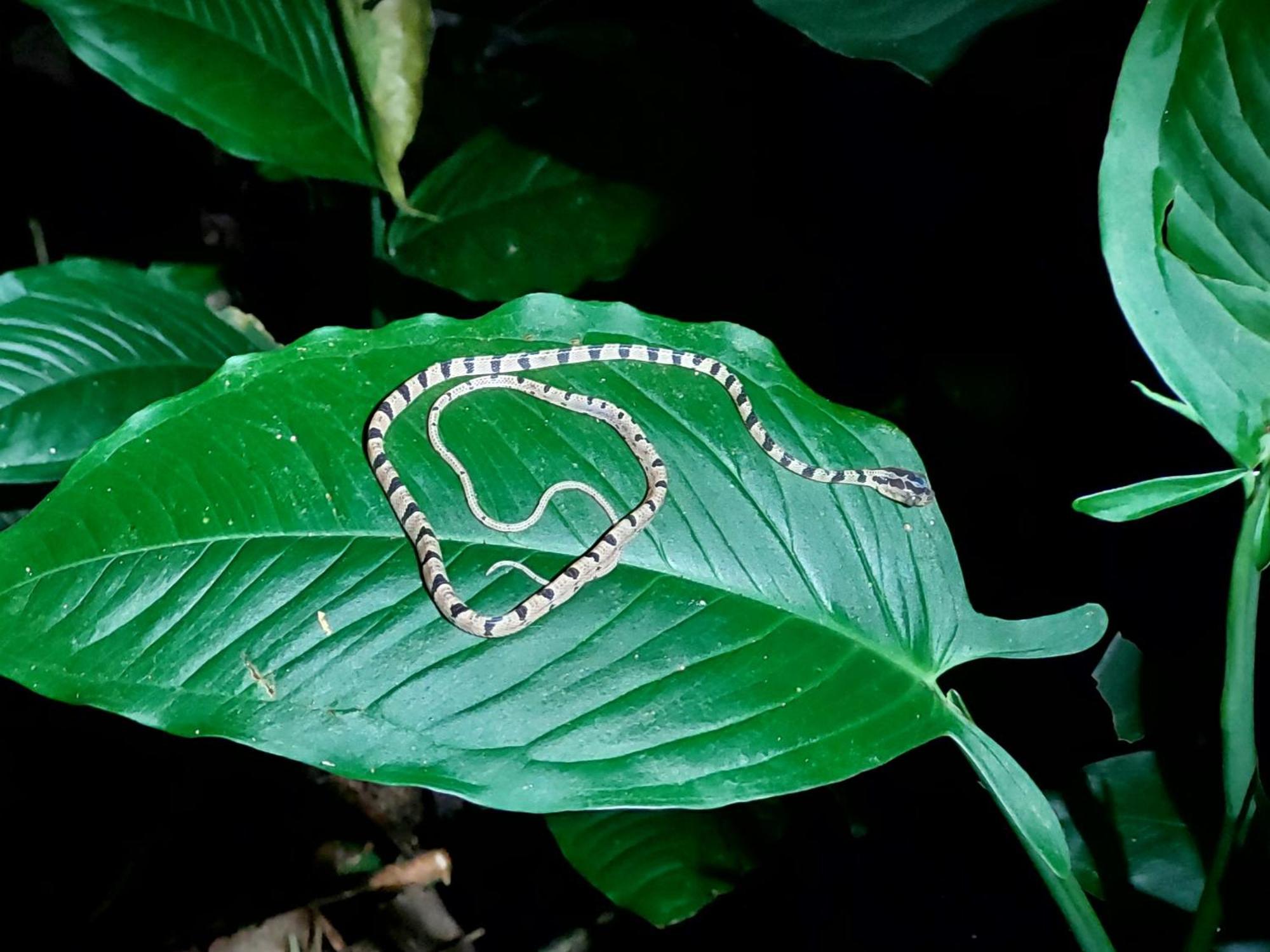 Hope Garden, Sarapiqui, We Connect You With The Sarapiqui Tropical Forest Extérieur photo