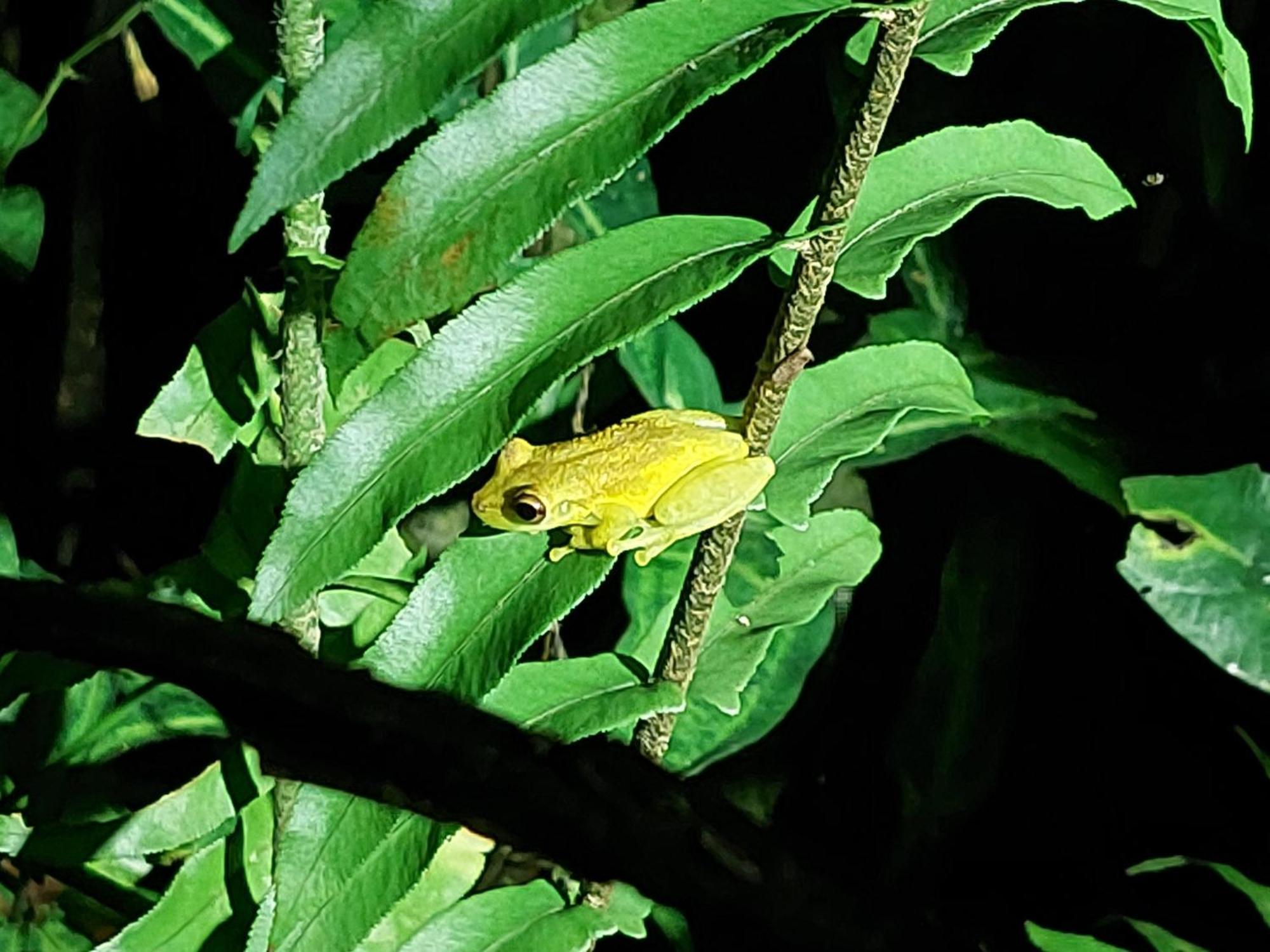 Hope Garden, Sarapiqui, We Connect You With The Sarapiqui Tropical Forest Extérieur photo