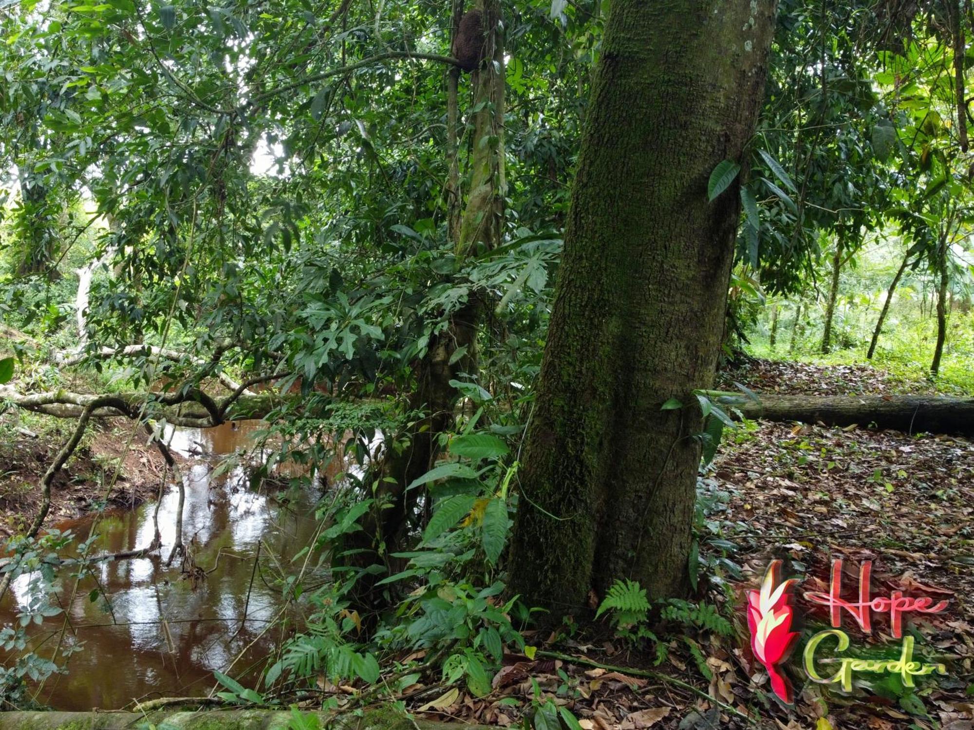 Hope Garden, Sarapiqui, We Connect You With The Sarapiqui Tropical Forest Extérieur photo