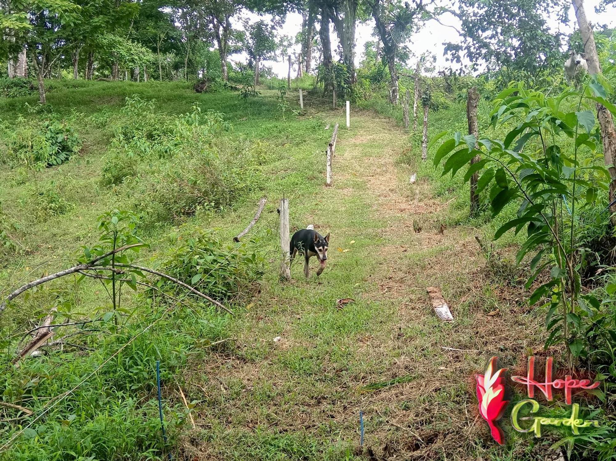 Hope Garden, Sarapiqui, We Connect You With The Sarapiqui Tropical Forest Extérieur photo