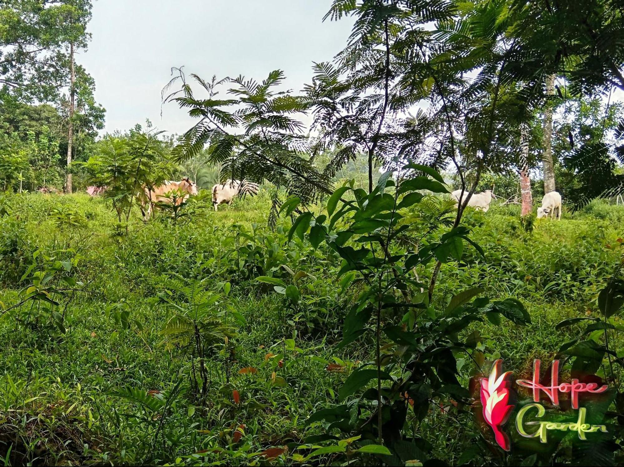 Hope Garden, Sarapiqui, We Connect You With The Sarapiqui Tropical Forest Extérieur photo